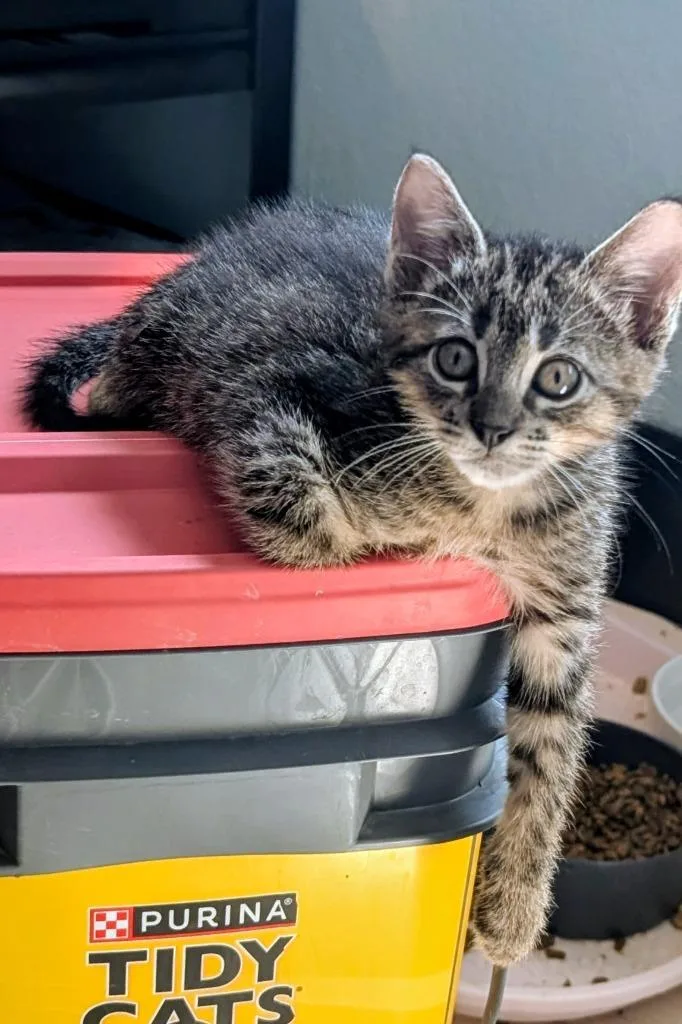 A baby medium-sized male Domestic Short Hair cat named Side Car for adoption in San Antonio, TX