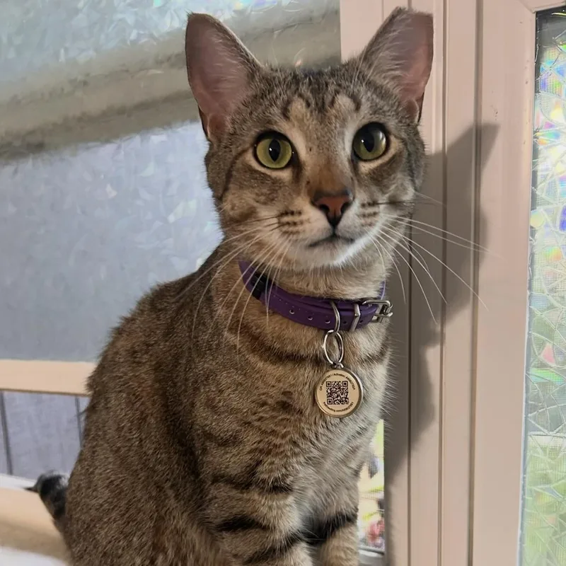 An adult medium-sized female Tabby (Gray / Blue / Silver) Domestic Short Hair cat named Luna for adoption in Liverpool, TX