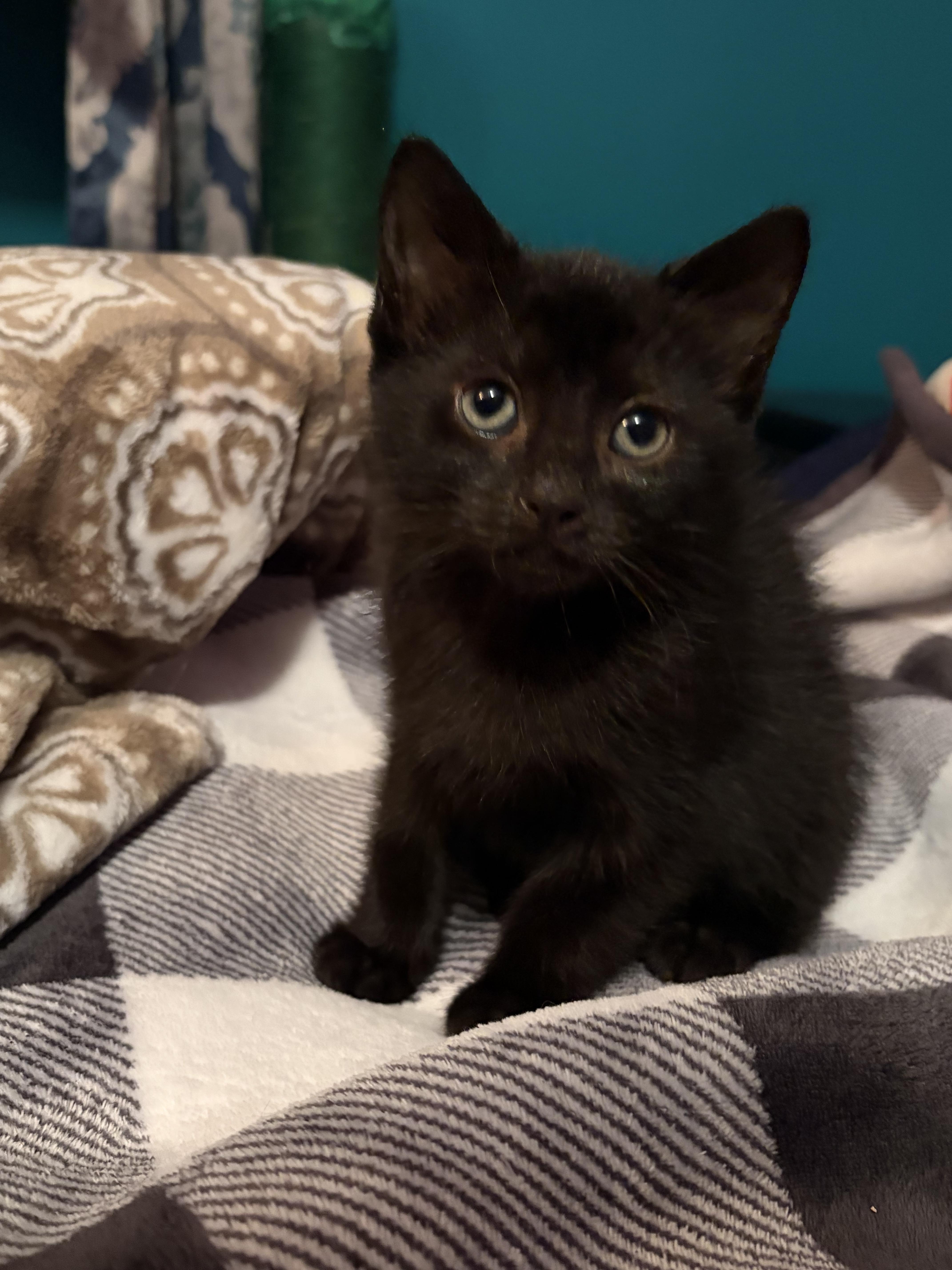 A baby small-sized female Domestic Short Hair cat named Sally for adoption in BREINIGSVILLE, PA