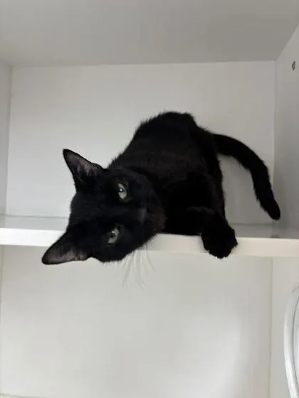 An adult small-sized female Domestic Short Hair cat named Lumpy for adoption in Manteo, NC