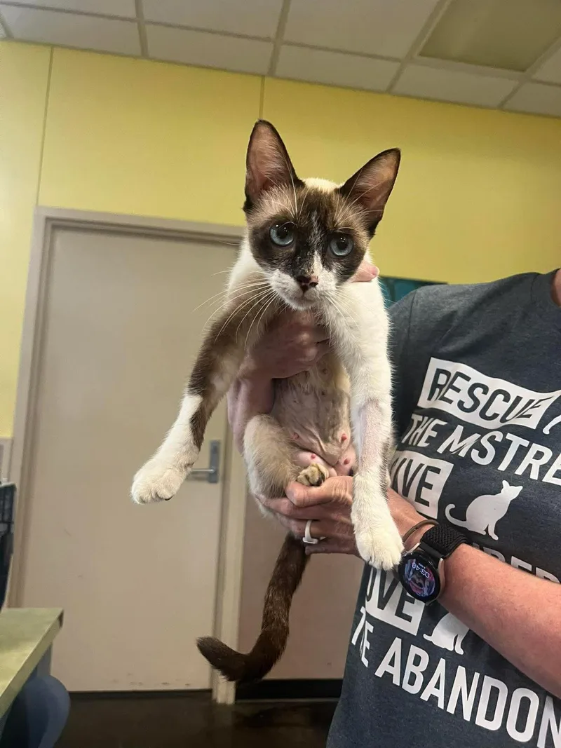 An adult small-sized female Snowshoe cat named Donna for adoption in Rockwall, TX