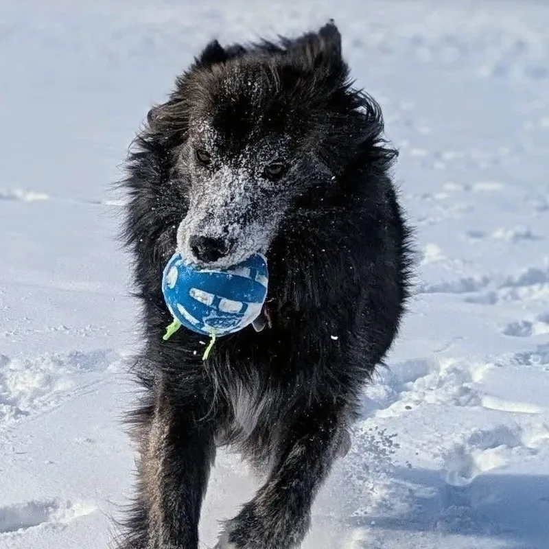 A young medium-sized female Brindle Border Collie dog named Brandy for adoption in Rochester, NY