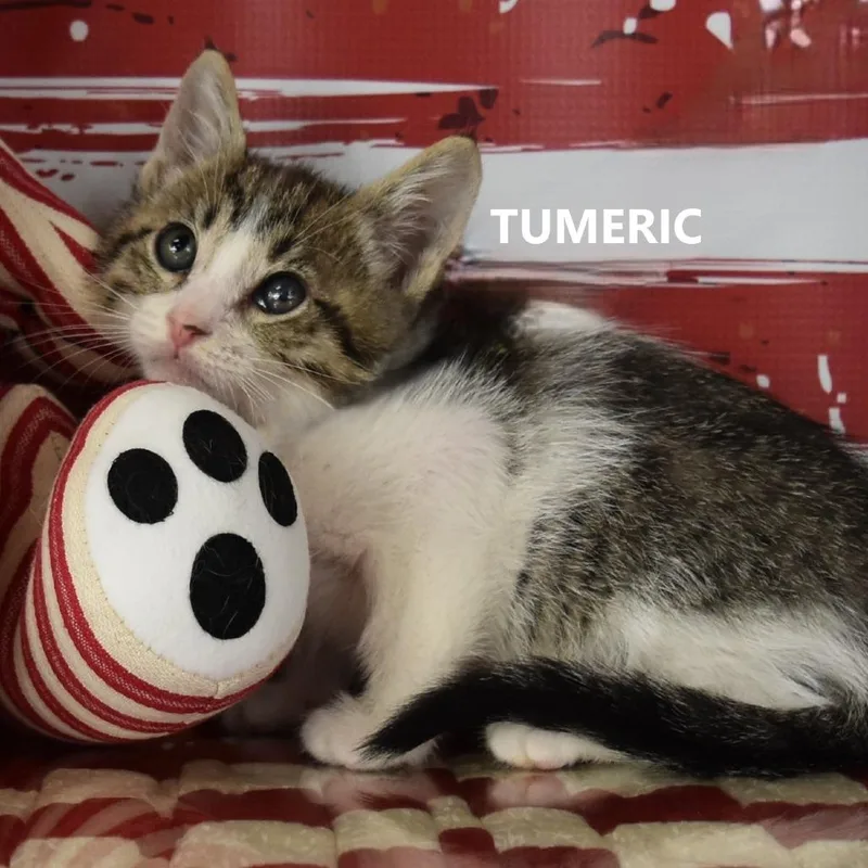 A baby small-sized female Brown / Chocolate Domestic Short Hair cat named Tumeric for adoption in Yuma, AZ