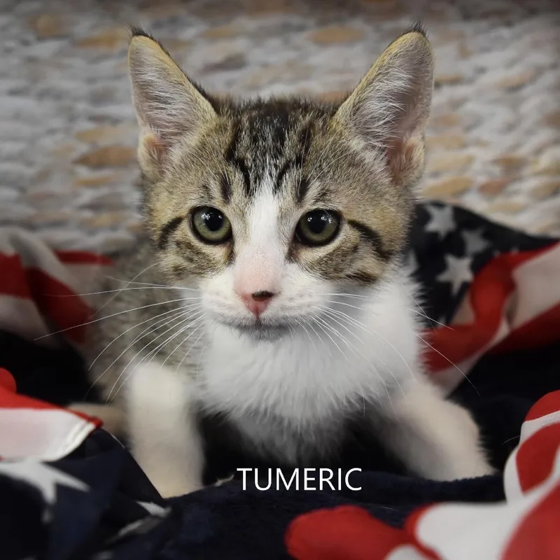 Tumeric thumbnail 2