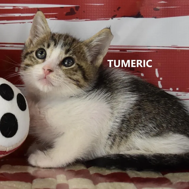 Tumeric thumbnail 3