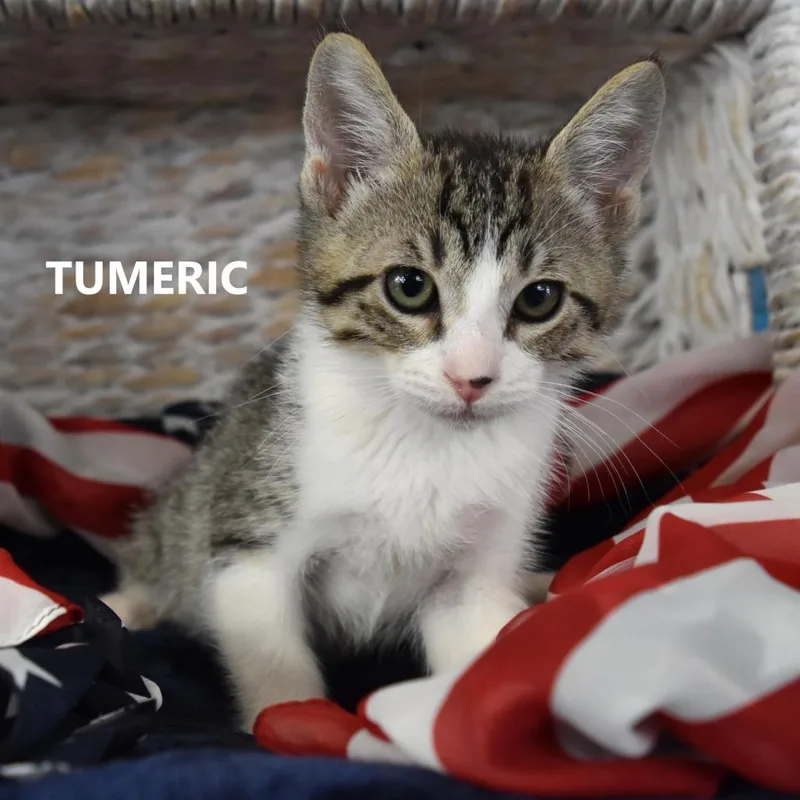 Tumeric thumbnail 4