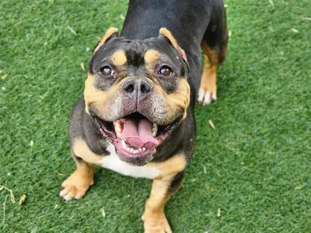 An adult medium-sized female Pit Bull Terrier dog named Wildflower for adoption in Antioch, CA