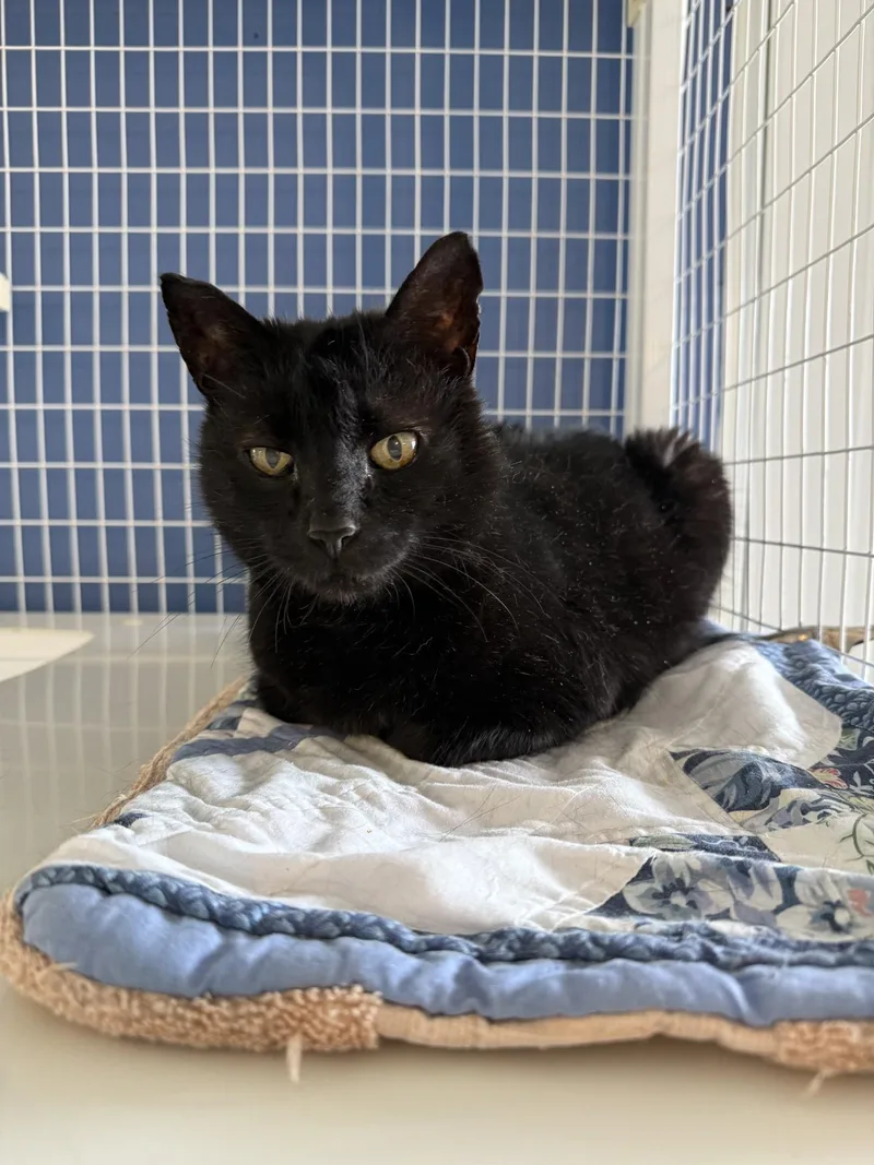 An adult medium-sized male Domestic Short Hair cat named Denji for adoption in Claremont, NH
