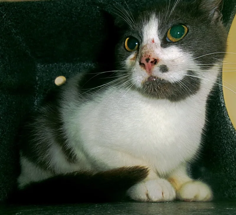 An adult medium-sized female Gray / Blue / Silver Domestic Short Hair cat named Greased Lightning for adoption in Plover, WI