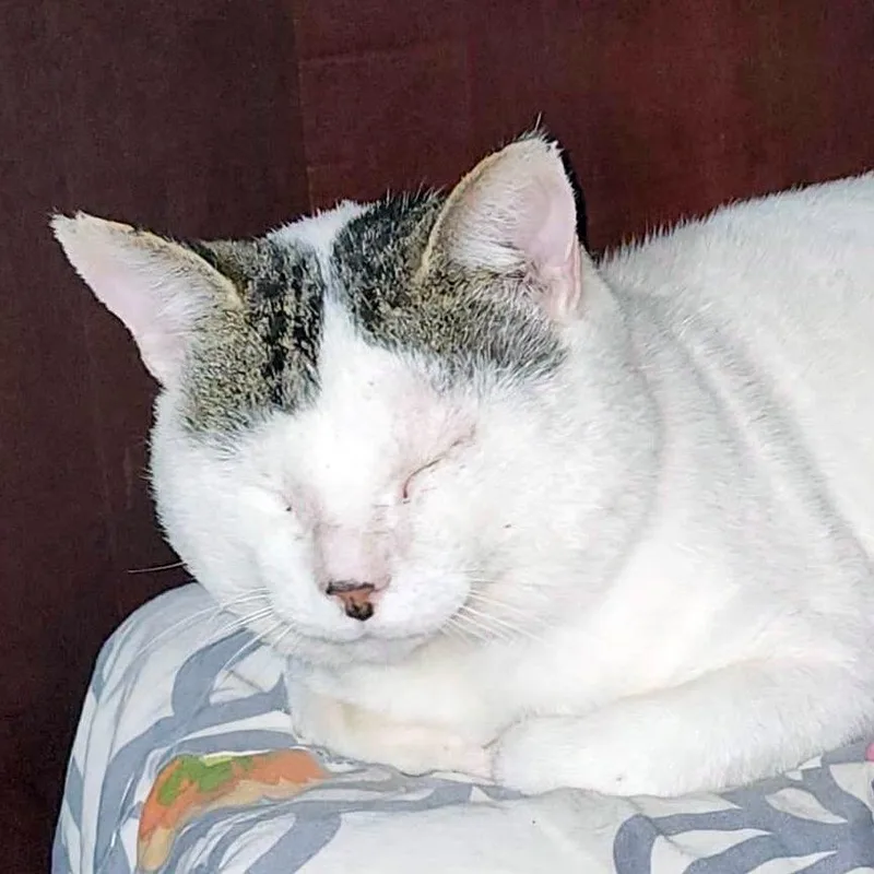 Captain Hook thumbnail 4