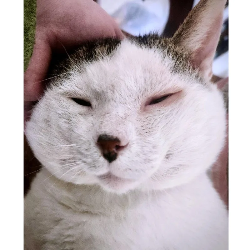 Captain Hook thumbnail 5