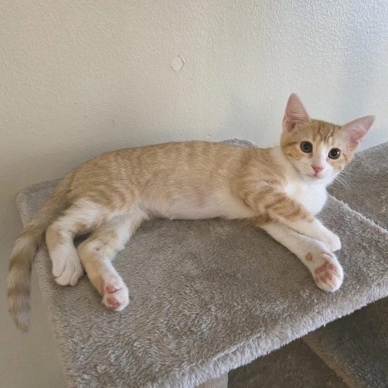 A baby small-sized female Orange / Red Domestic Short Hair cat named Quimby for adoption in Los Angeles, CA