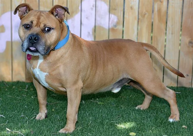 An adult large-sized male American Bully dog named Mr. Potato Head for adoption in West Valley City, UT