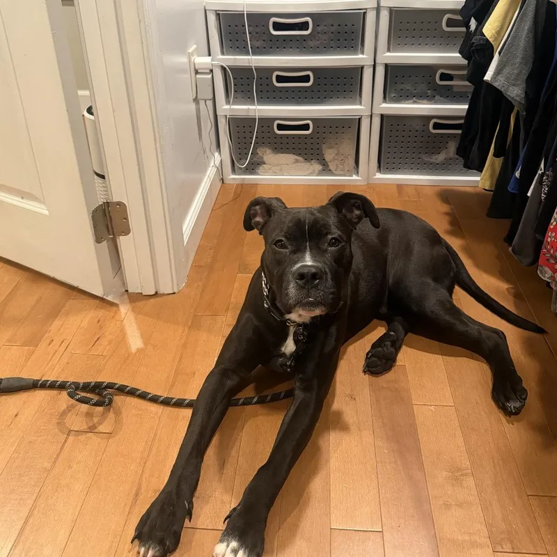 A young medium-sized male Black Pit Bull Terrier dog named Palmer for adoption in Fredericksburg, VA