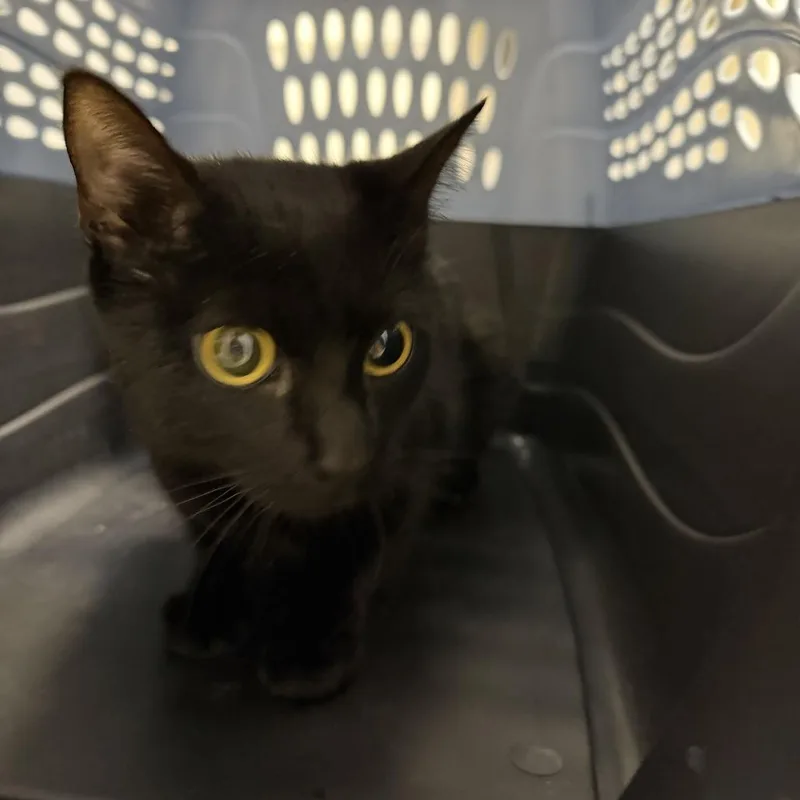 An adult medium-sized female Black Bombay cat named Daisy for adoption in Perkiomenville, PA