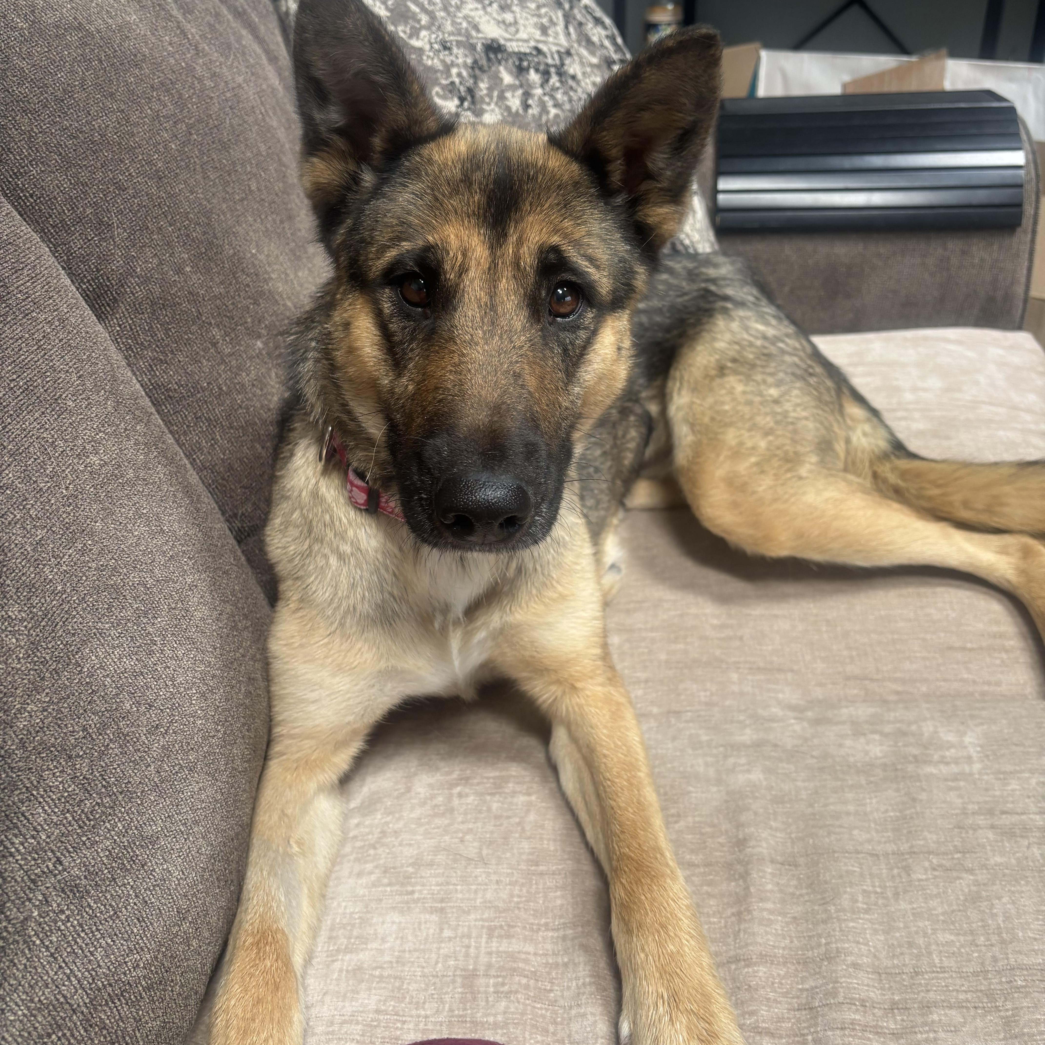 An adult medium-sized female German Shepherd Dog dog named Amour for adoption in Henderson, NV