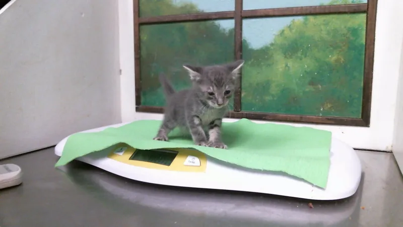 A baby small-sized male Domestic Short Hair cat named Grotle for adoption in Houston, TX