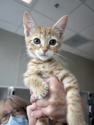 A baby small-sized male Domestic Short Hair cat named Johnny for adoption in Manteo, NC