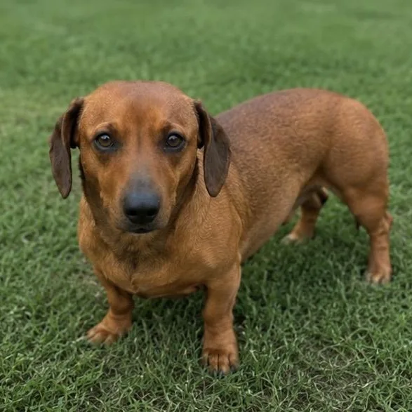 Ruby