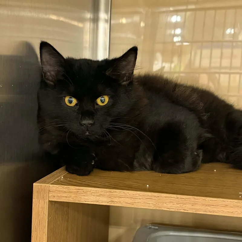 A baby small-sized male Domestic Long Hair cat named Bonsai for adoption in Antioch, CA