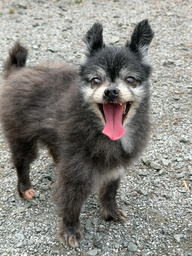 An adult small-sized male Black Pomeranian dog named Pepe for adoption in Manassas, VA