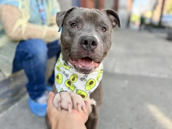 An adult medium-sized male Mixed Breed dog named Big Bo for adoption in New York, NY