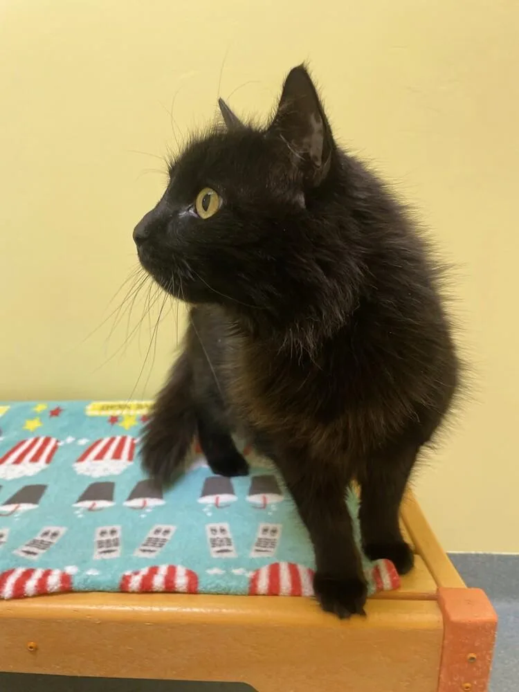 A senior large-sized male Black Domestic Medium Hair cat named Samuel for adoption in Trenton, ME
