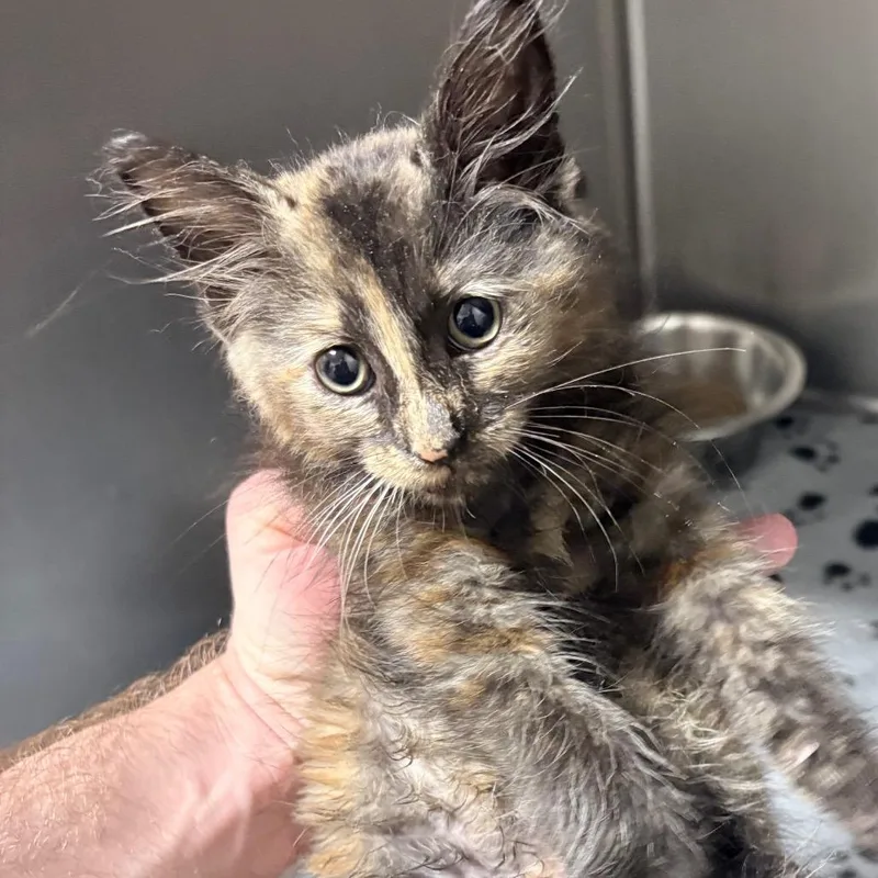 A baby small-sized female Tortoiseshell Domestic Short Hair cat named CeeCee for adoption in Birmingham, AL