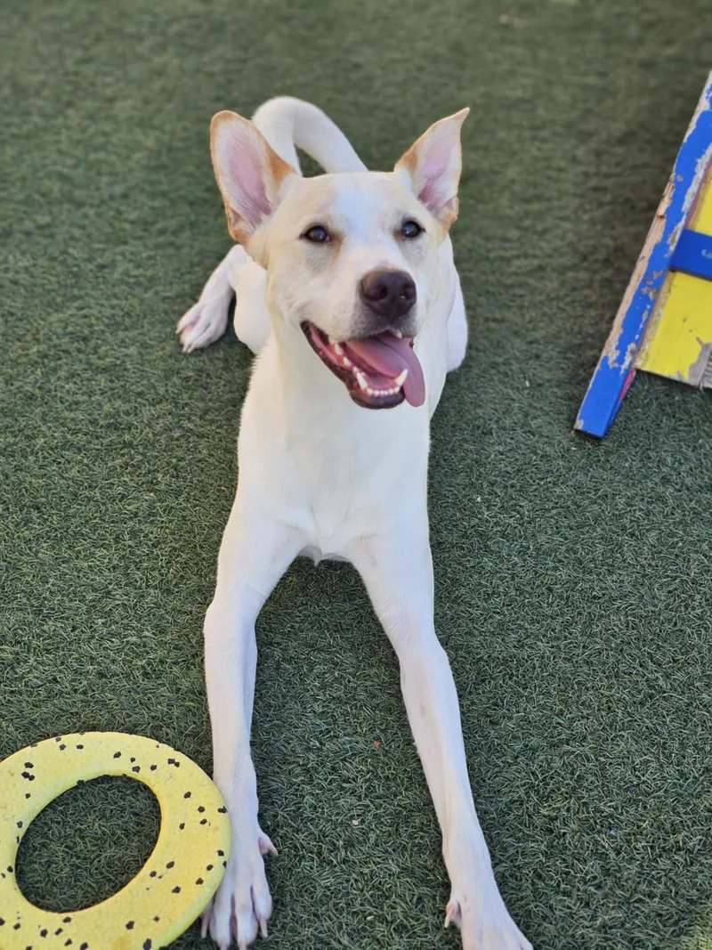 Luckydiamond Dog thumbnail 2