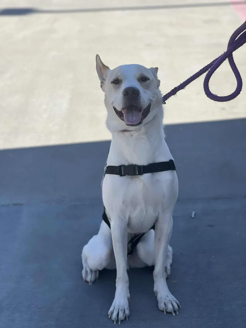 Luckydiamond Dog thumbnail 3