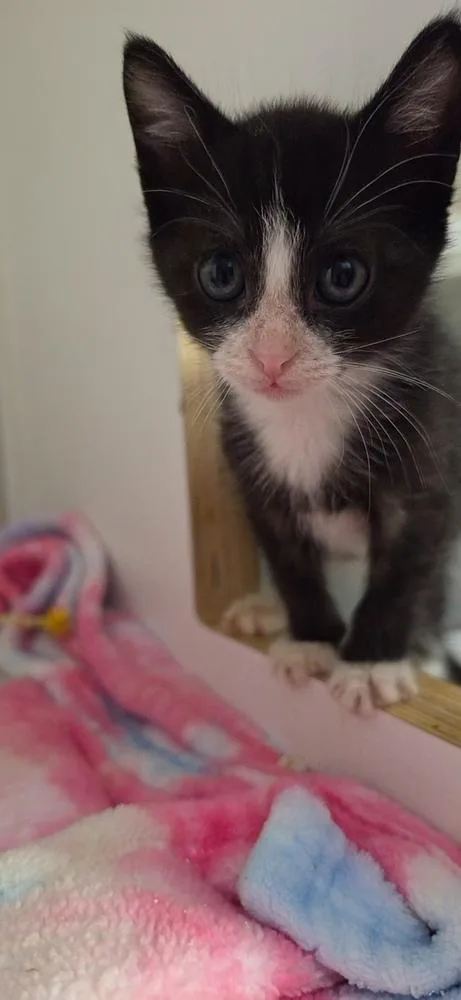 A baby small-sized male Black & White / Tuxedo Domestic Short Hair cat named Lord Tuxedo for adoption in Youngsville, NC