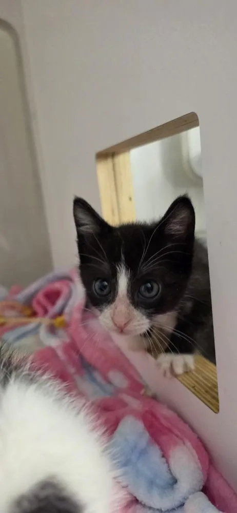 Lord Tuxedo thumbnail 3