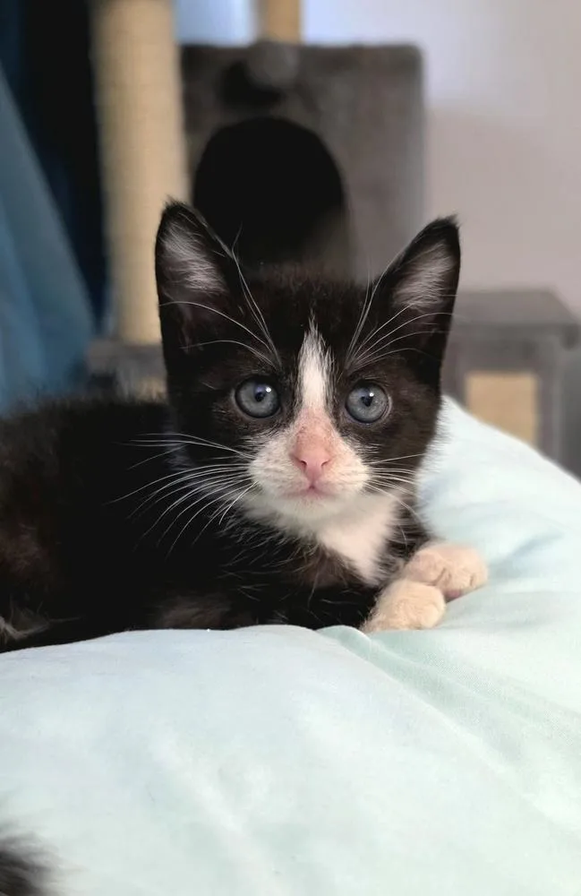 Lord Tuxedo thumbnail 5