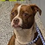 An adult medium-sized female Brown / Chocolate Boston Terrier dog named Ginger Snap for adoption in Greenville, SC
