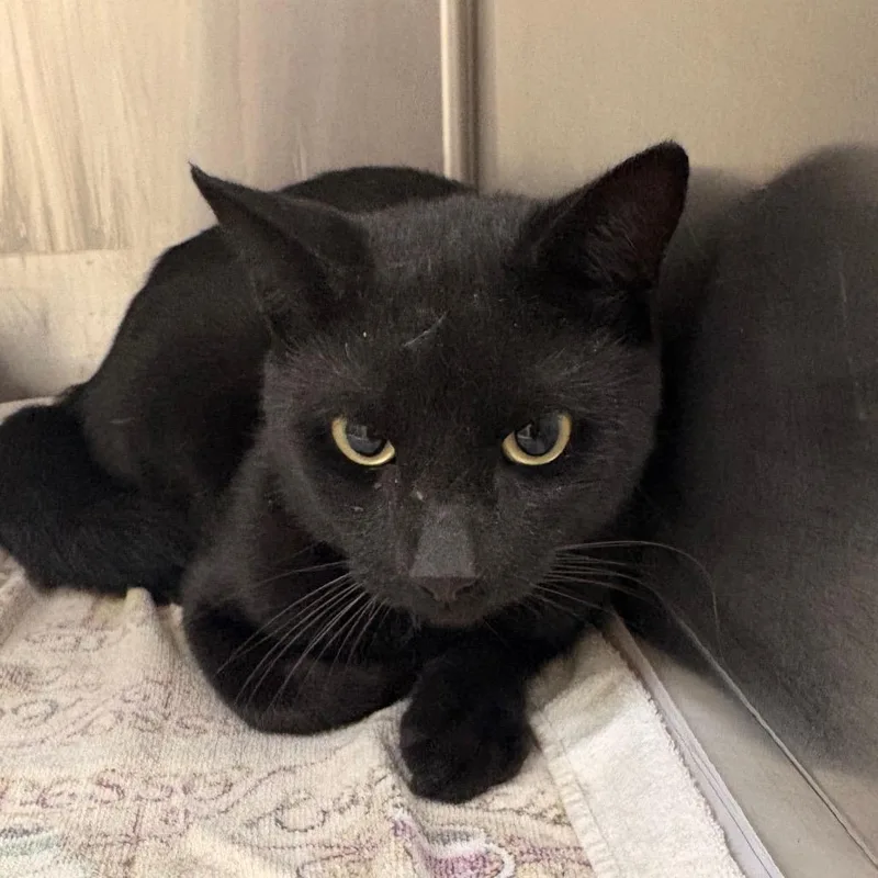 A young medium-sized male Black Domestic Short Hair cat named Zero for adoption in Winston-Salem, NC