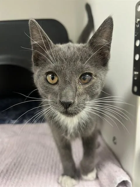 A baby small-sized male Domestic Short Hair cat named Jax for adoption in Ontario, CA