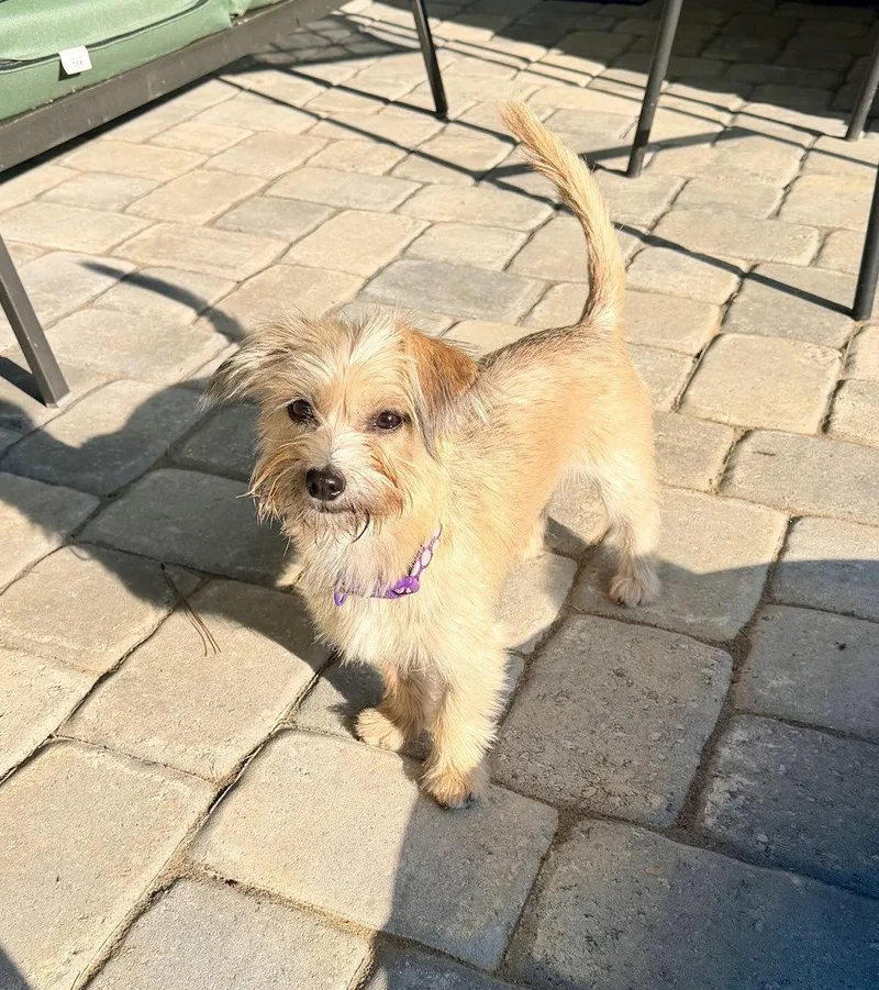 A young small-sized female Terrier dog named Penny for adoption in Arlington, VA