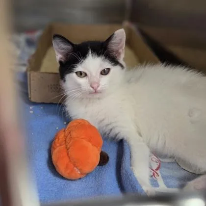 A baby small-sized female Domestic Medium Hair cat named Francine for adoption in Westland, MI
