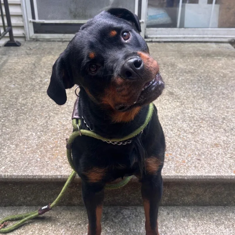 Onyx thumbnail 6