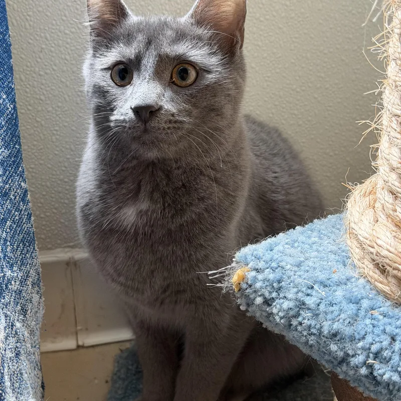A young large-sized male Domestic Short Hair cat named Hugh for adoption in Eagle River, WI