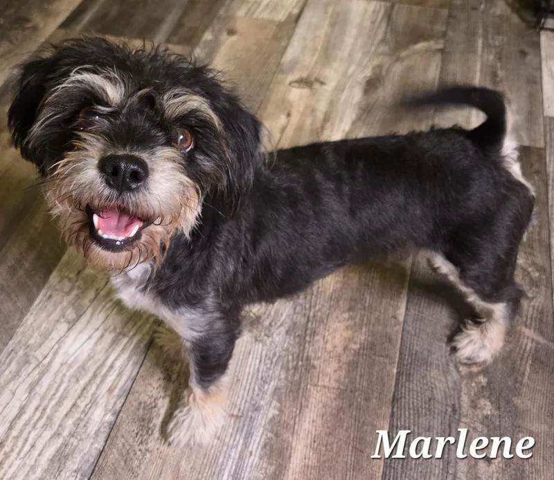 Marlene thumbnail 2