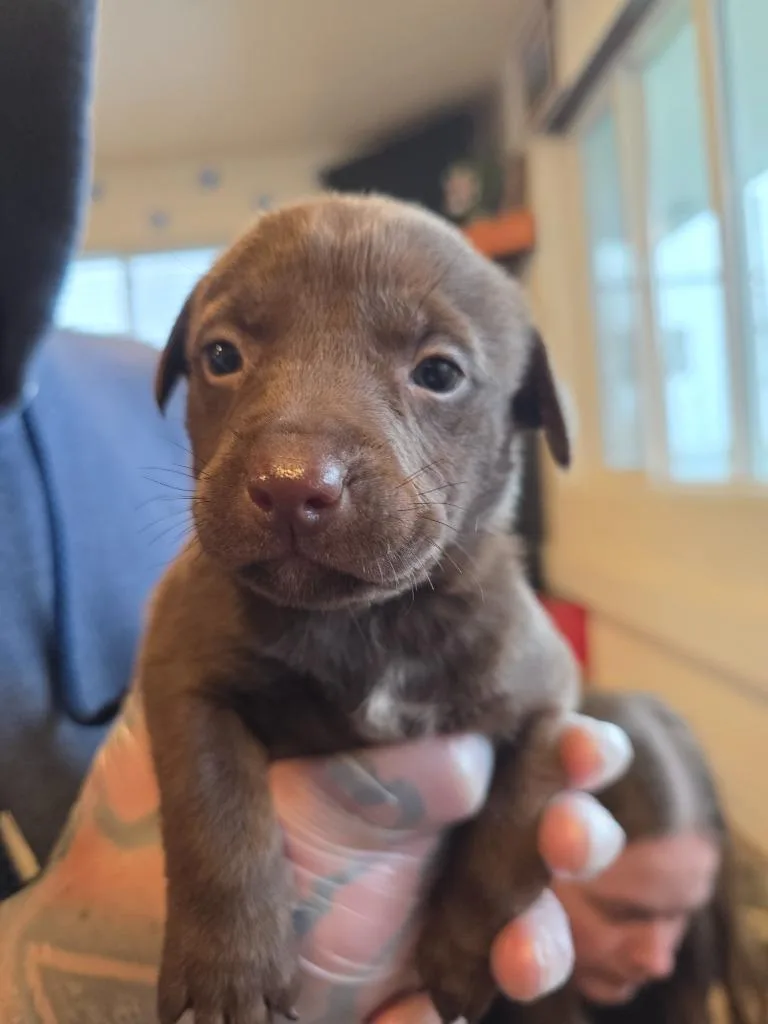 A baby medium-sized female Labrador Retriever dog named Smudge for adoption in Gold Beach, OR