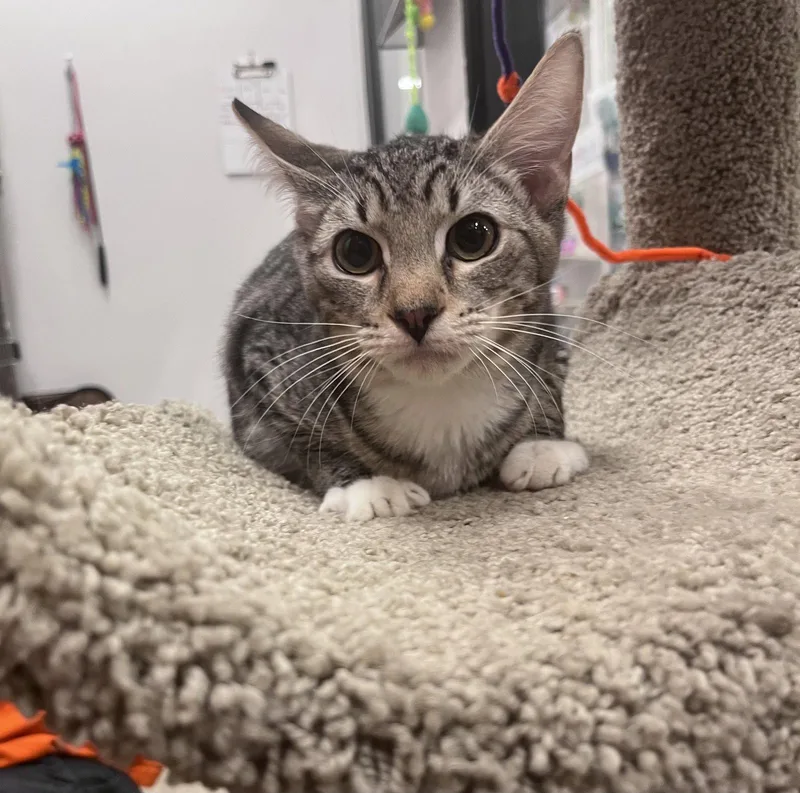 A young medium-sized male Domestic Short Hair cat named Chip for adoption in Scottsdale, AZ