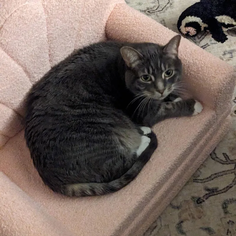 An adult small-sized male Brown / Chocolate Domestic Short Hair cat named Ayan  Home To for adoption in South Elgin, IL