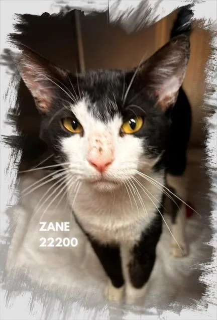 An adult medium-sized male Black & White / Tuxedo Domestic Short Hair cat named Zane for adoption in Marietta, GA