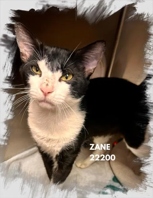 Zane thumbnail 3