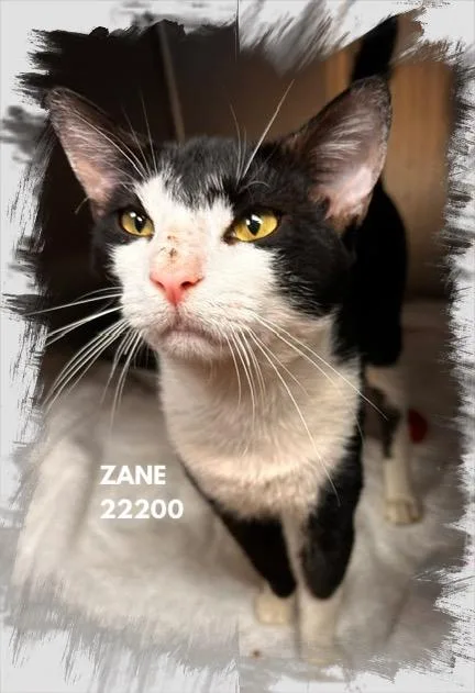 Zane thumbnail 4