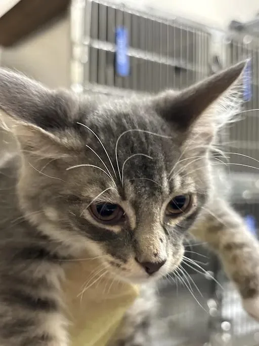 A baby small-sized male Domestic Medium Hair cat named Marcus for adoption in Las Vegas, NV