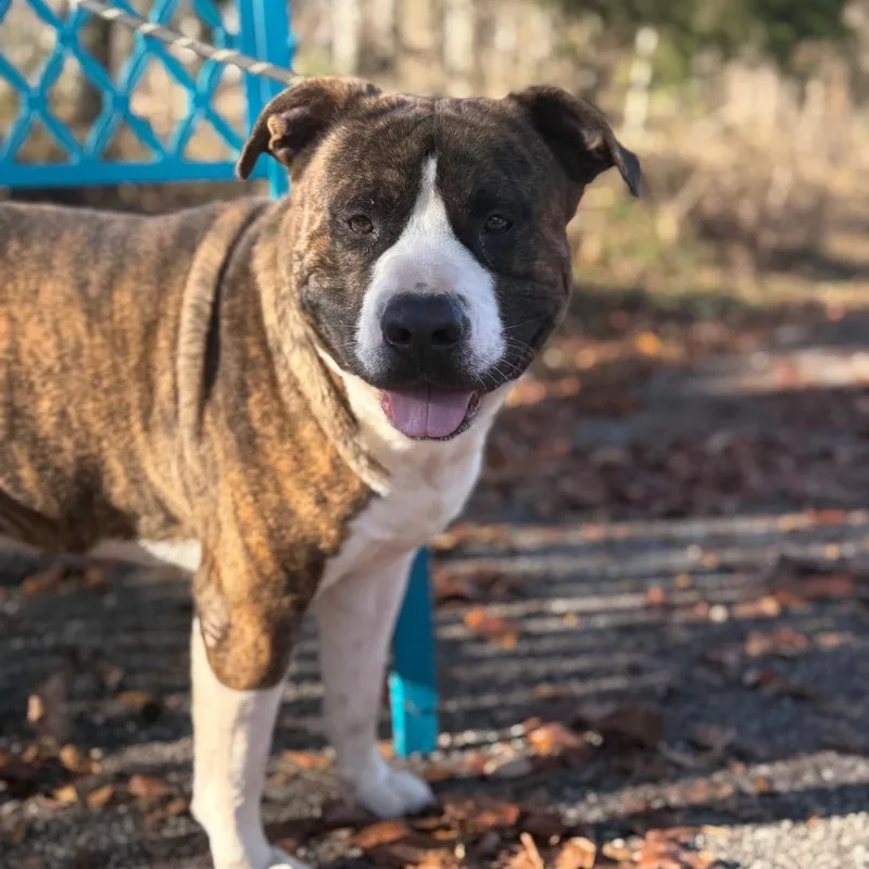 An adult medium-sized male Brown / Chocolate Mixed Breed dog named Bongo for adoption in Monroeville, AL