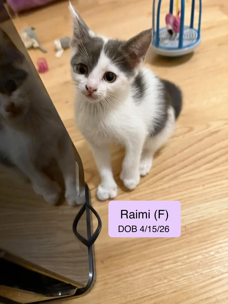 A baby medium-sized female Black & White / Tuxedo Domestic Short Hair cat named Raimi for adoption in Vacaville, CA